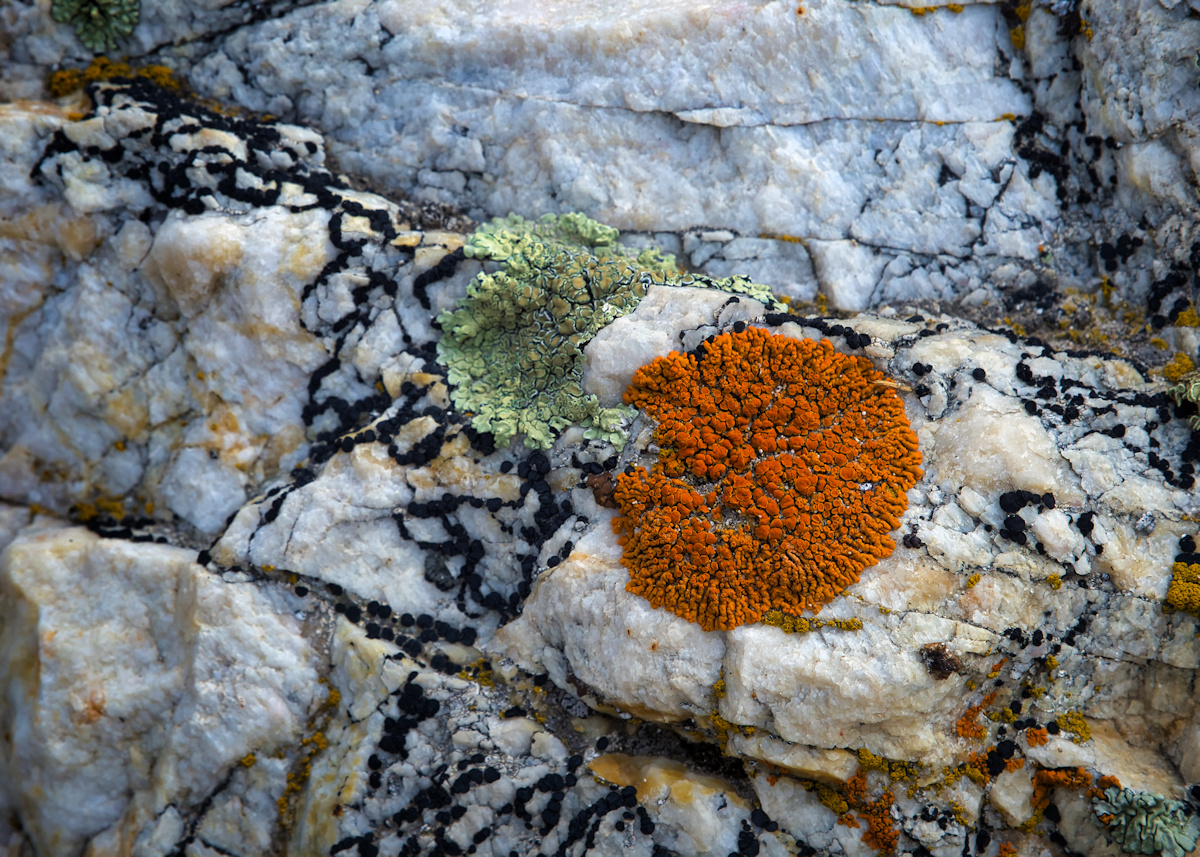 Lichen