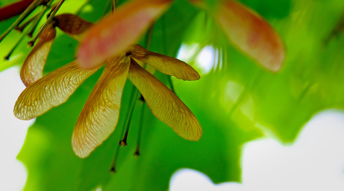 Whirligigs