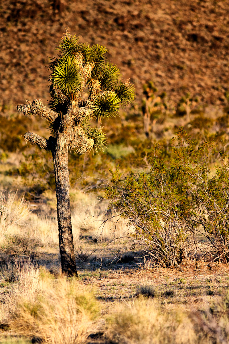 rough and prickly