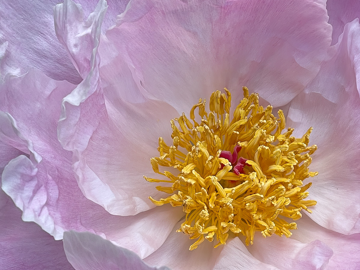 Textures of a Peony 