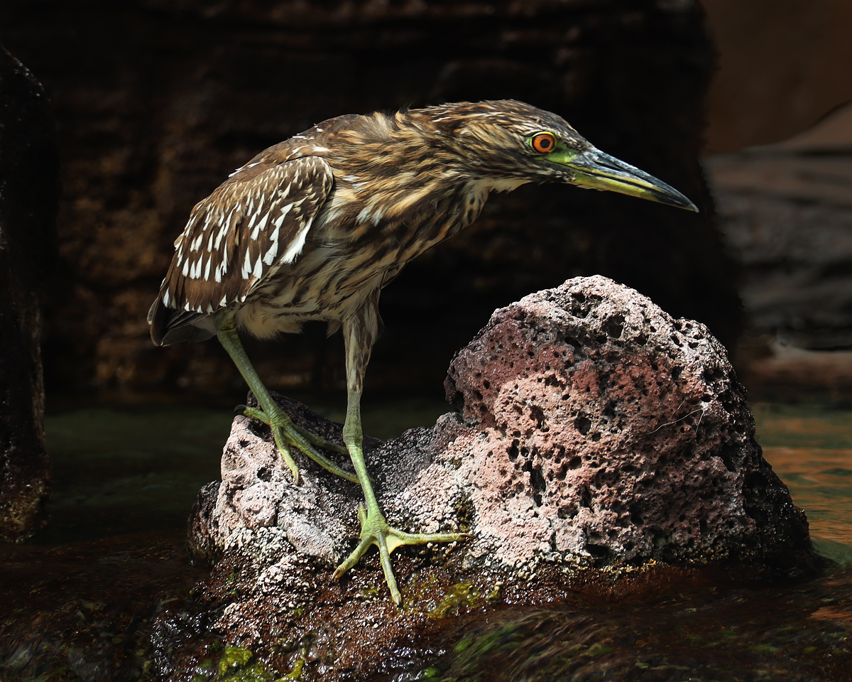 'Auku'u (Hawaiian for Black-Crowned Night Heron)