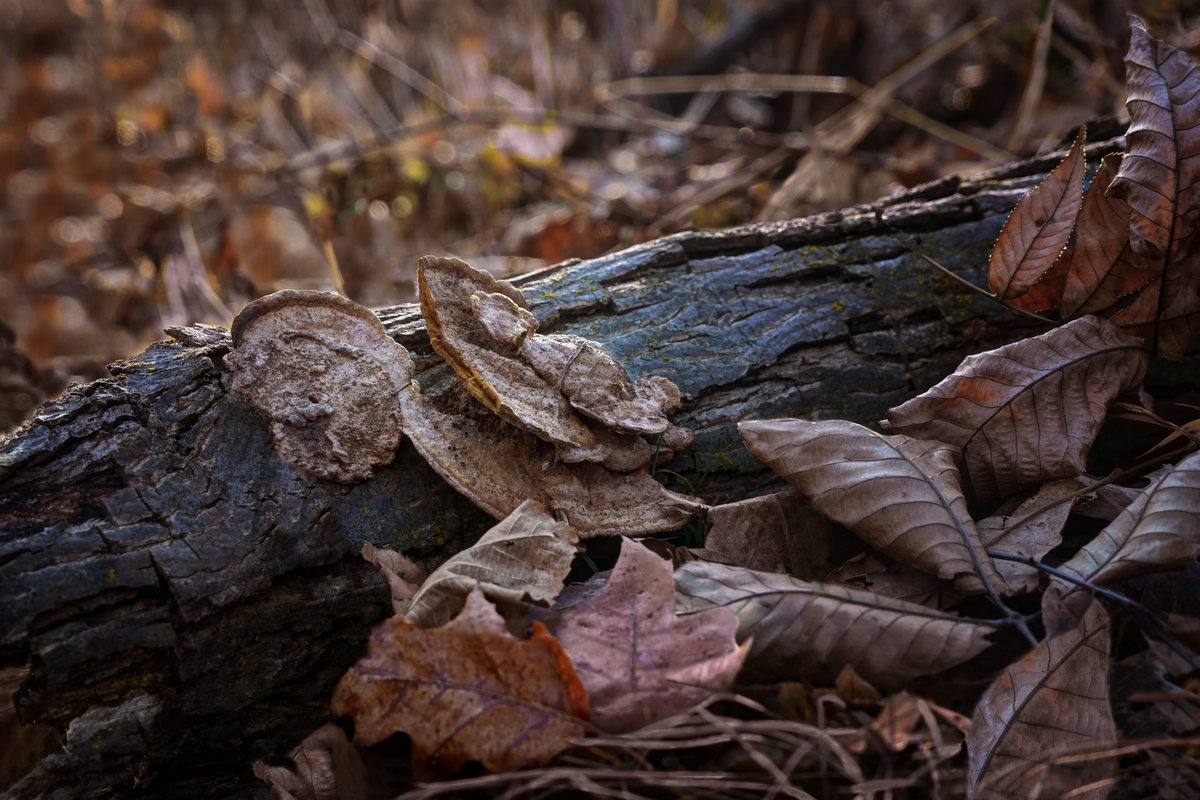 Forest Floor with Shelf Fungus