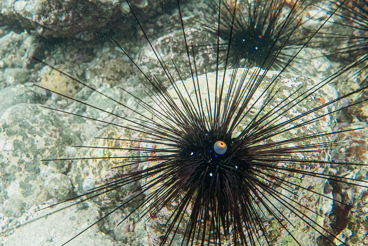 diadema setosum (sea urchin)