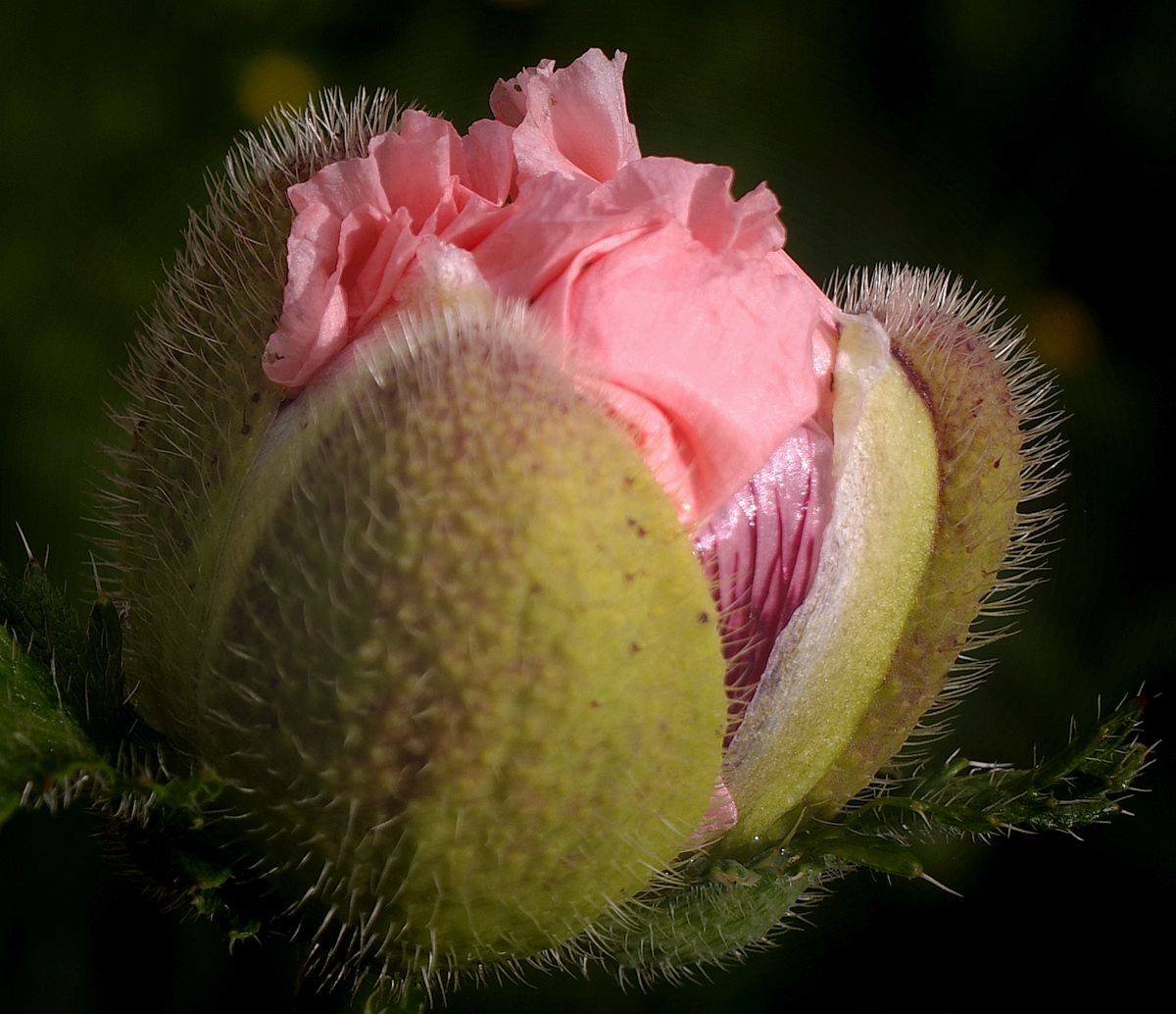 poppy bud