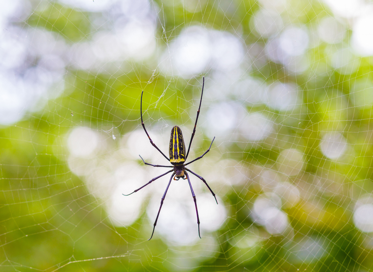 Very Huge Taiwan Giant Wood Spider