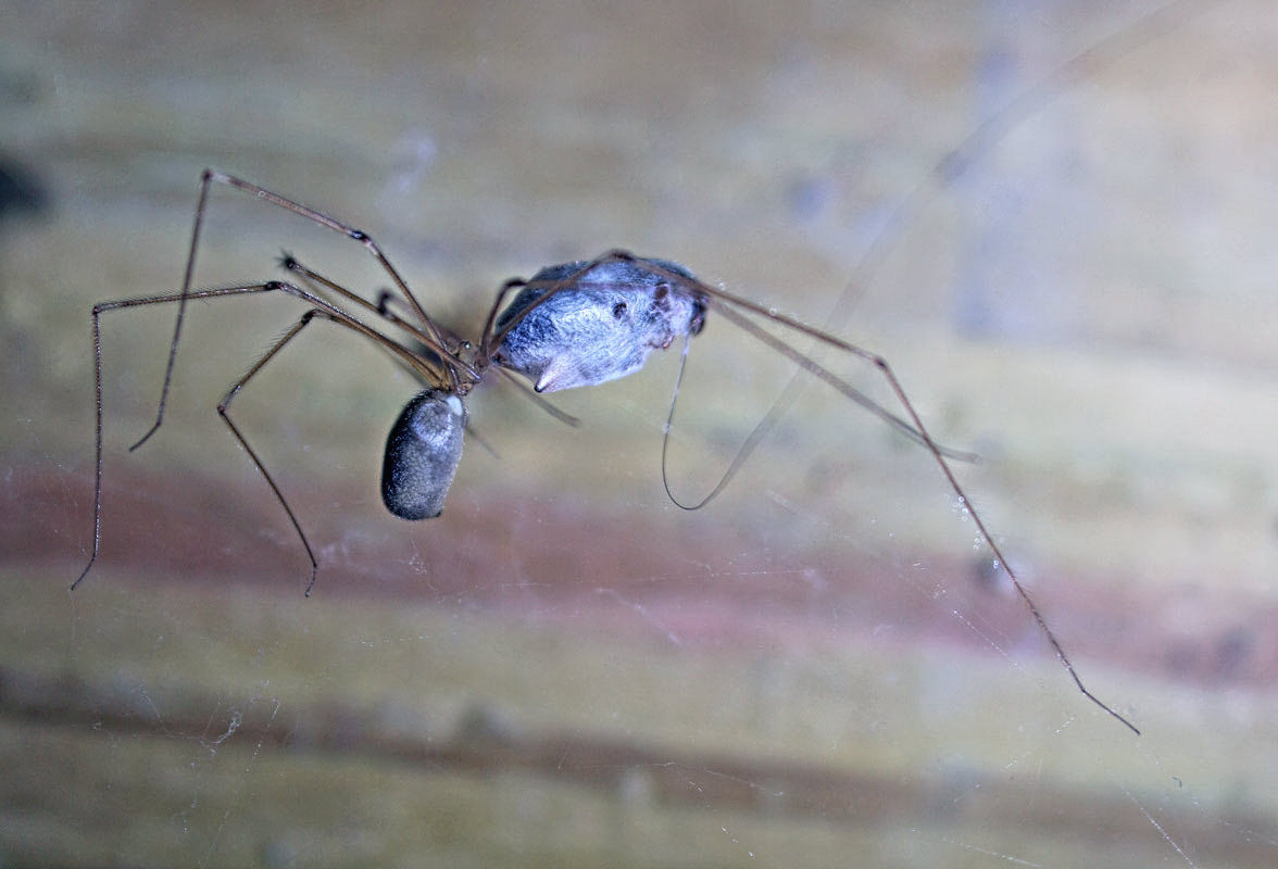 Said the Spider to the Fly