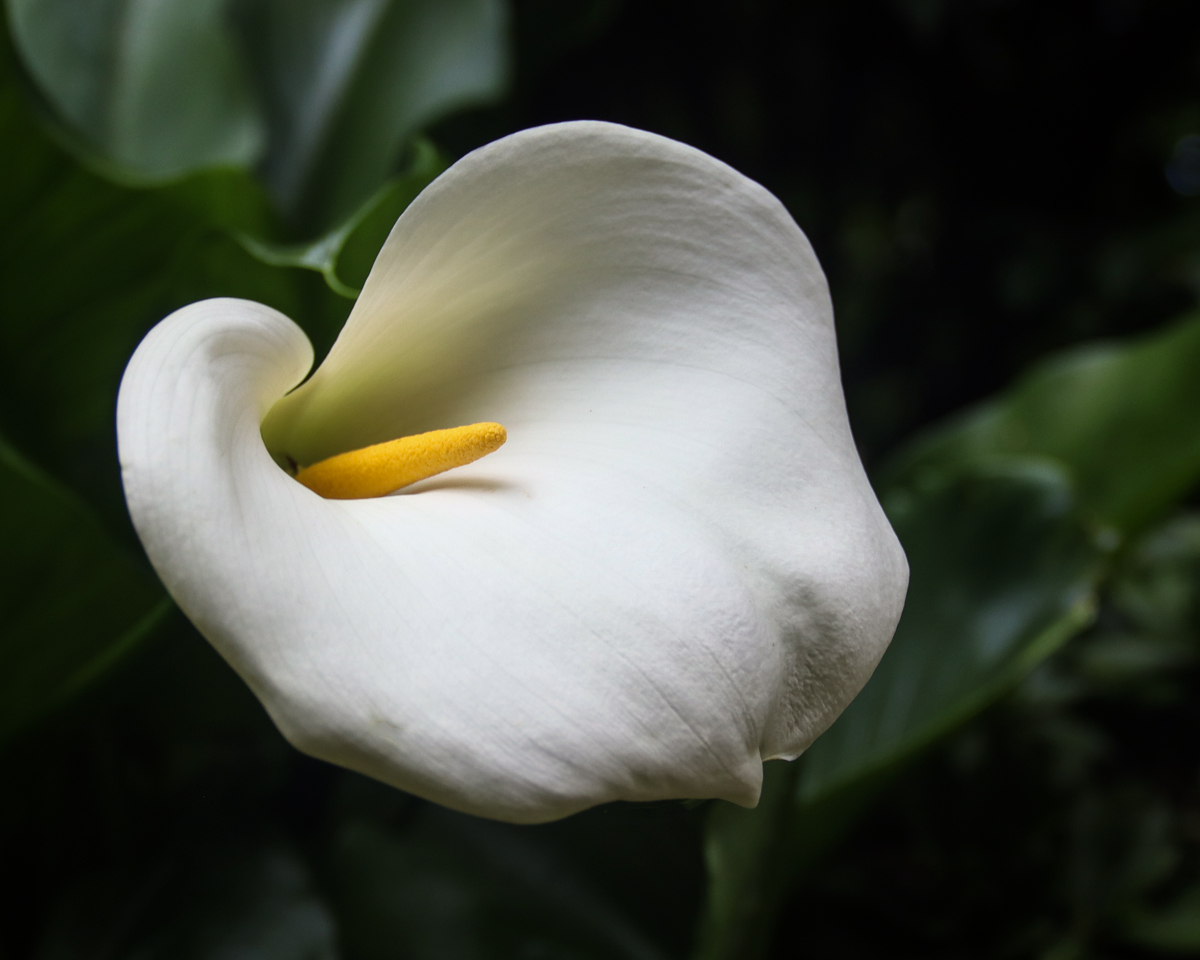 Floral Love Gardening