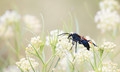 Tarantula Hawk