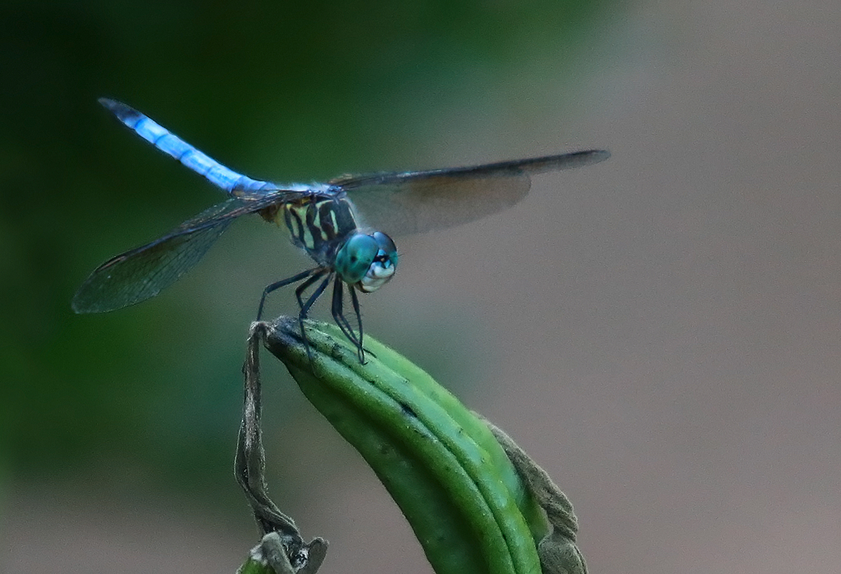 Mosquito Hawk