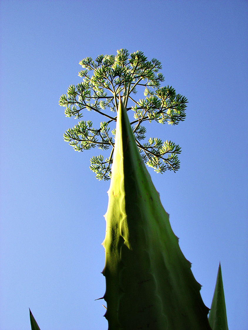 Agave in Bloom