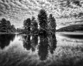 Woodland Island 