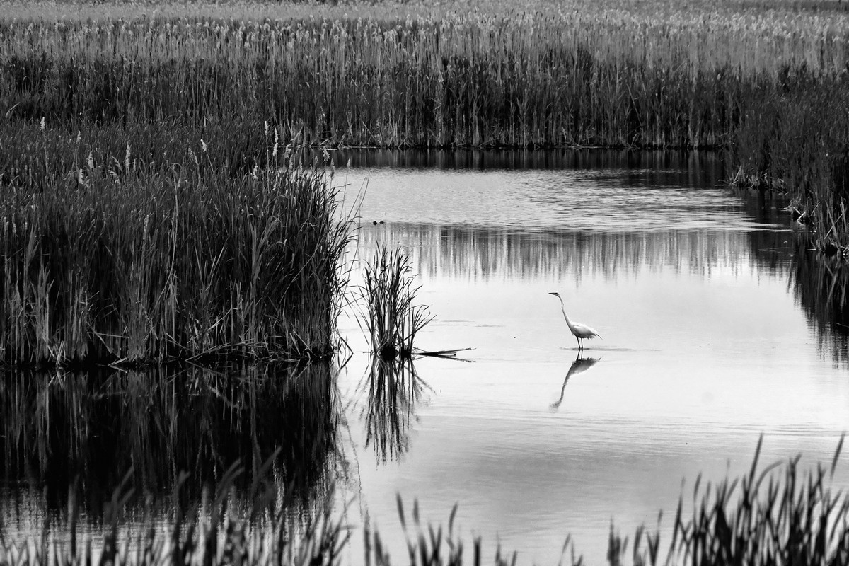 Plum Island Marsh