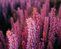 Spring Lupines