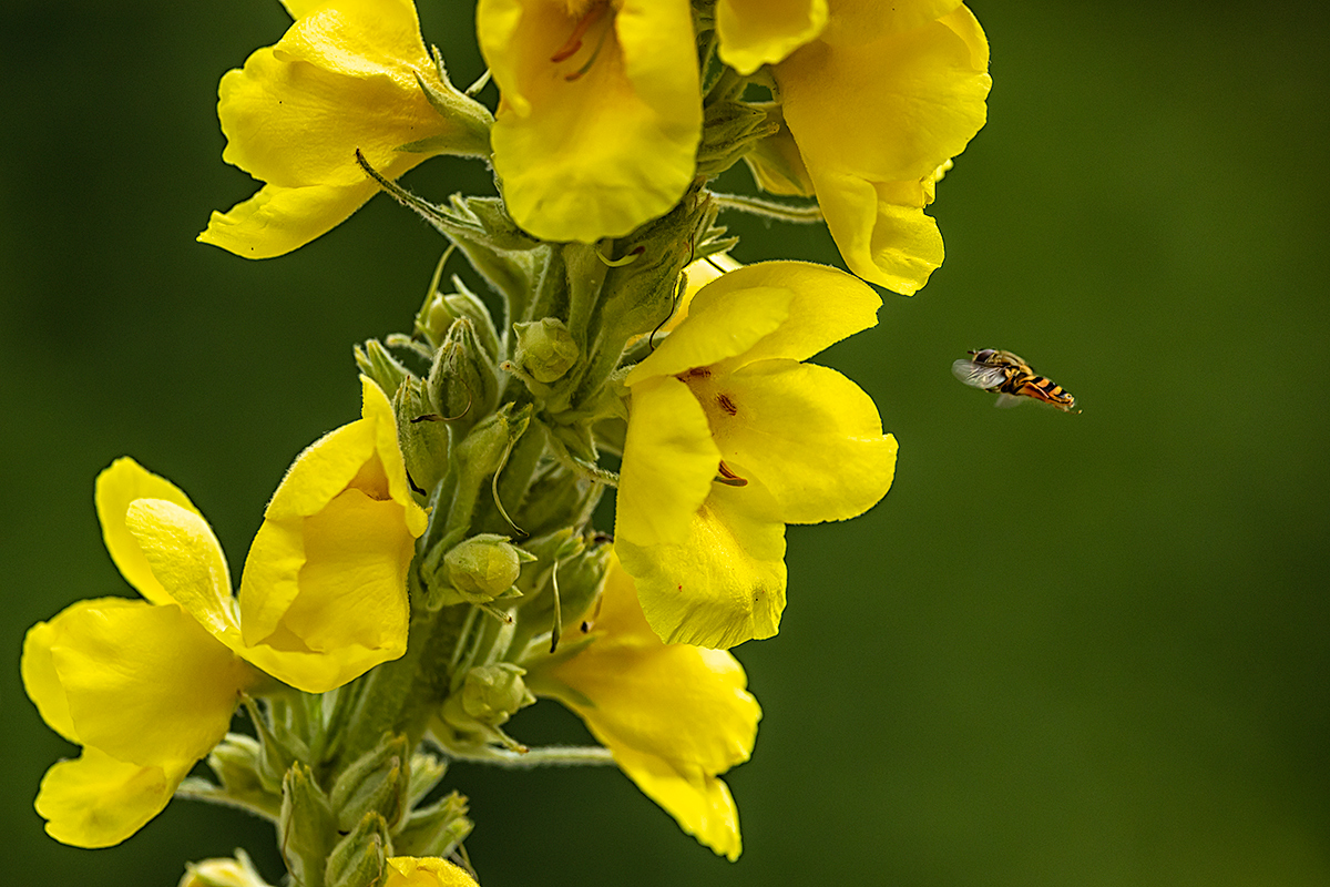 Bee flower