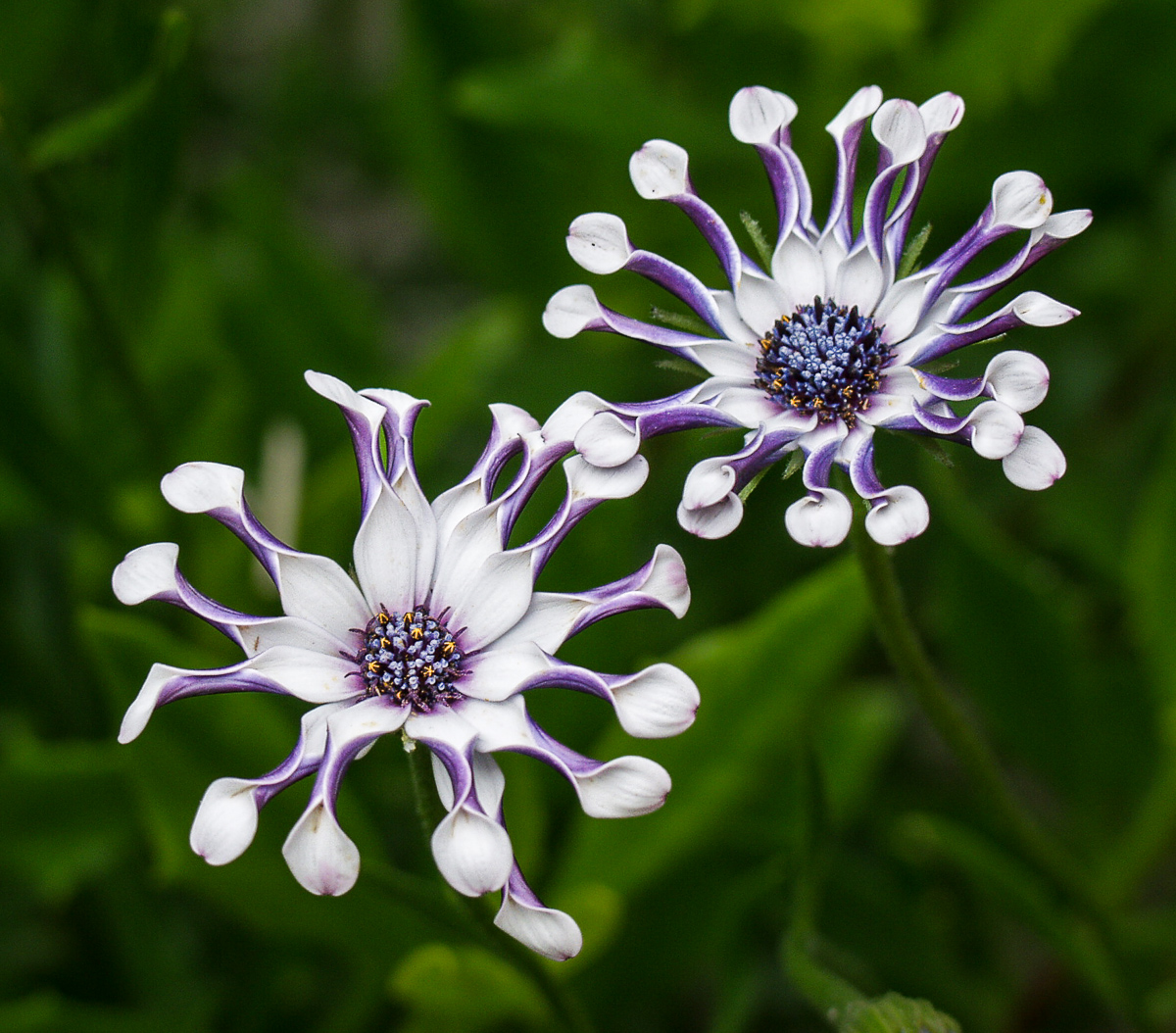 Danish Flowers