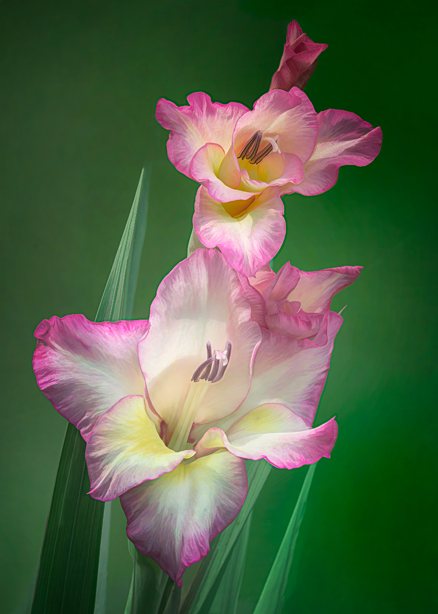 Gladiola