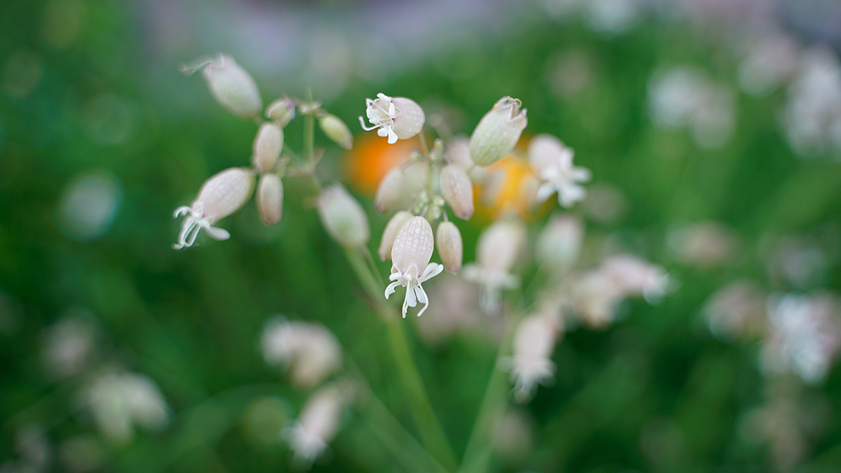 Caryophyllaceae