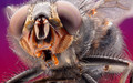Compound Eyes