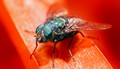 In an alternate reality where the grass is red and this fly has green eyes!!