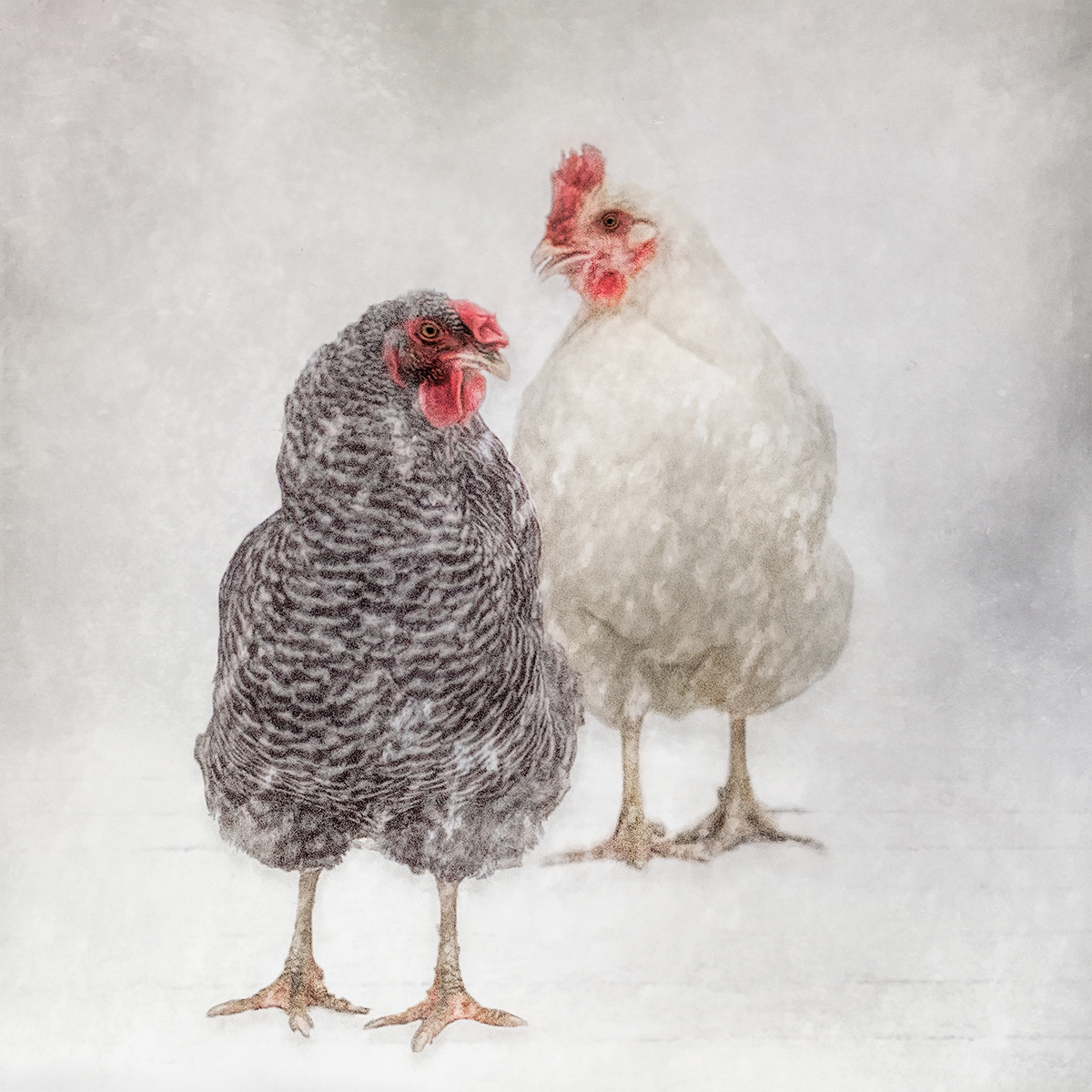 Snowy Chickens