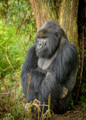 Gorilla Thoughts.