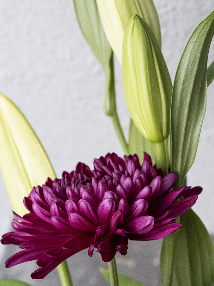 Mum and Lilies