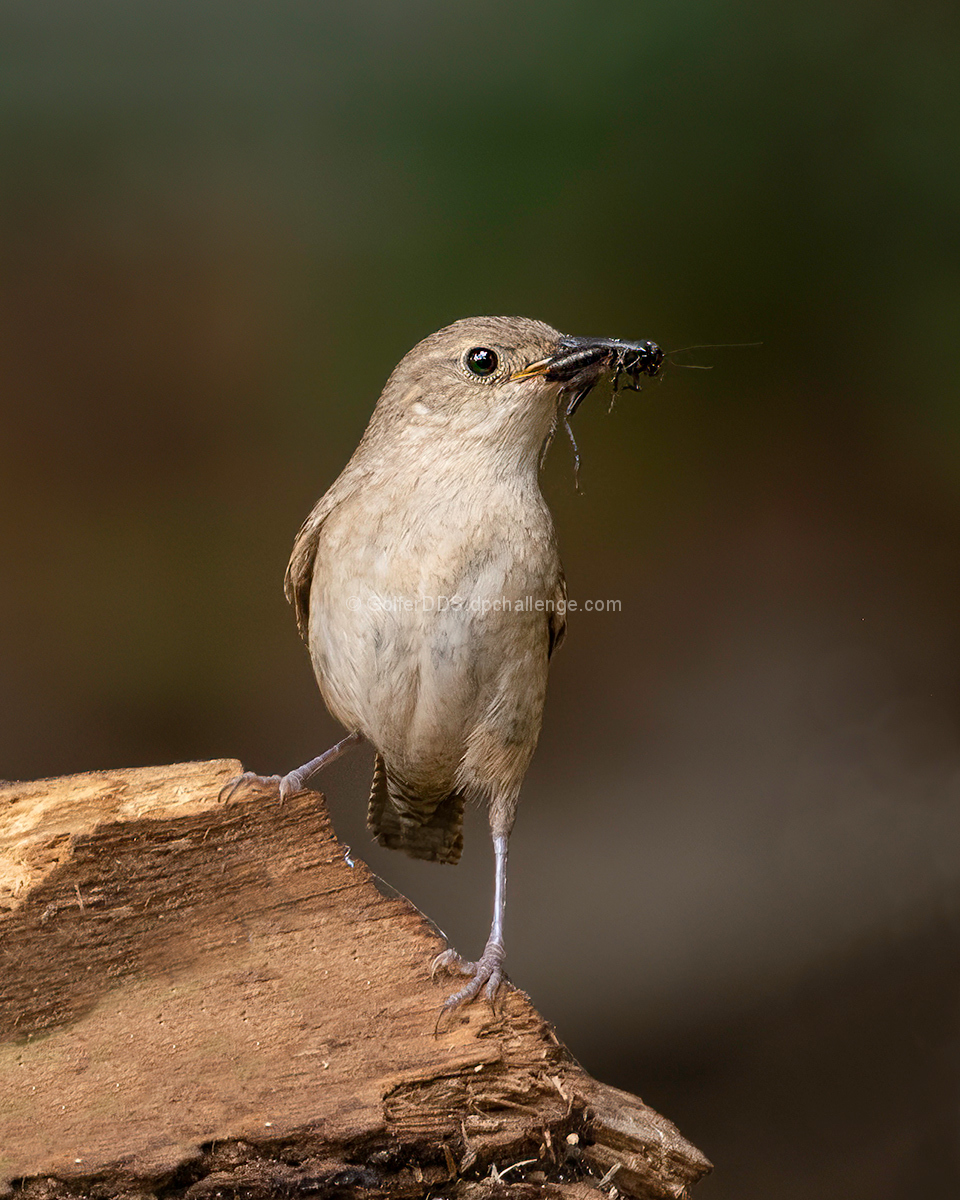 Wren