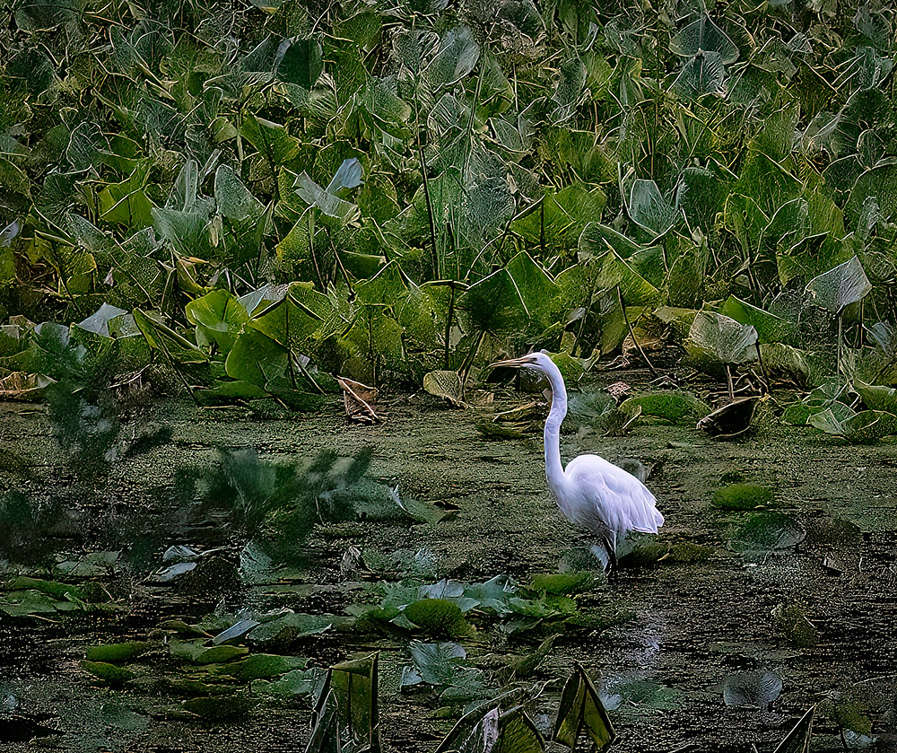 Egret in rainy Marsh