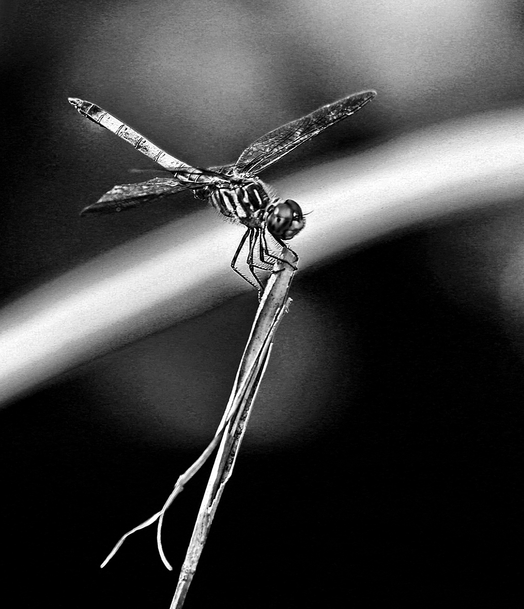 Dragonfly in Black and White