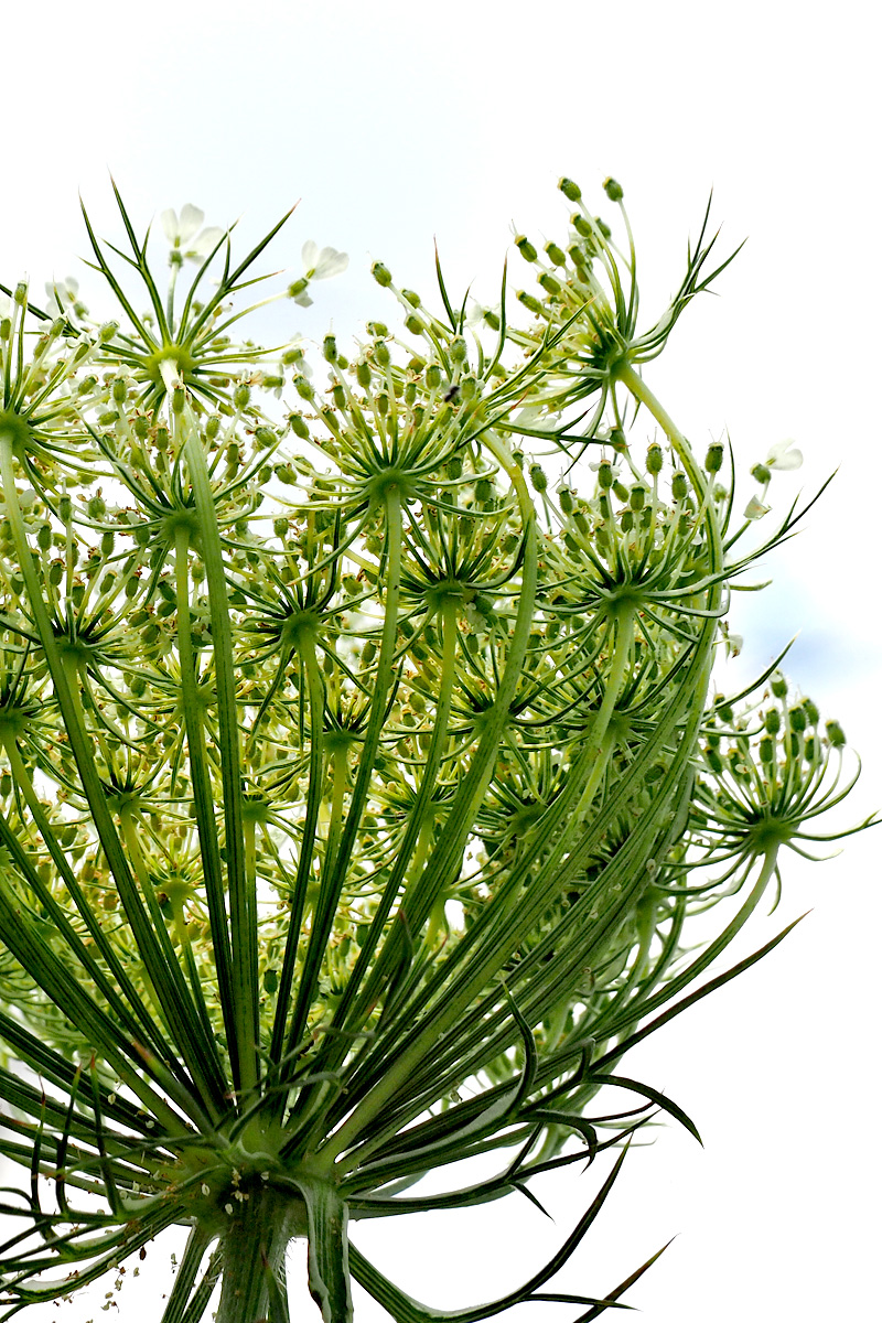 Queen Anne Lace from below