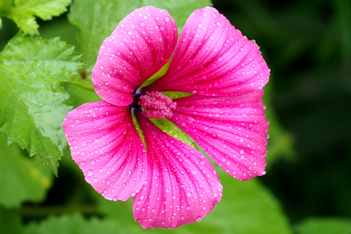 It been raining
