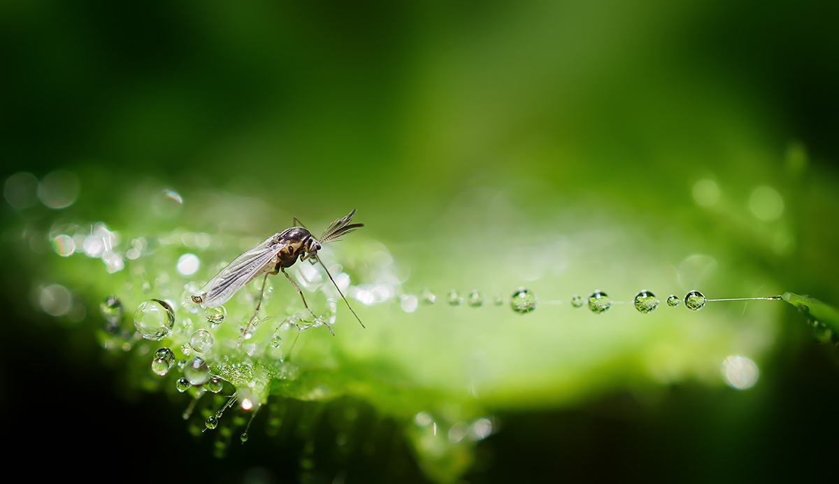 Mosquito treading delicately on dewdrops