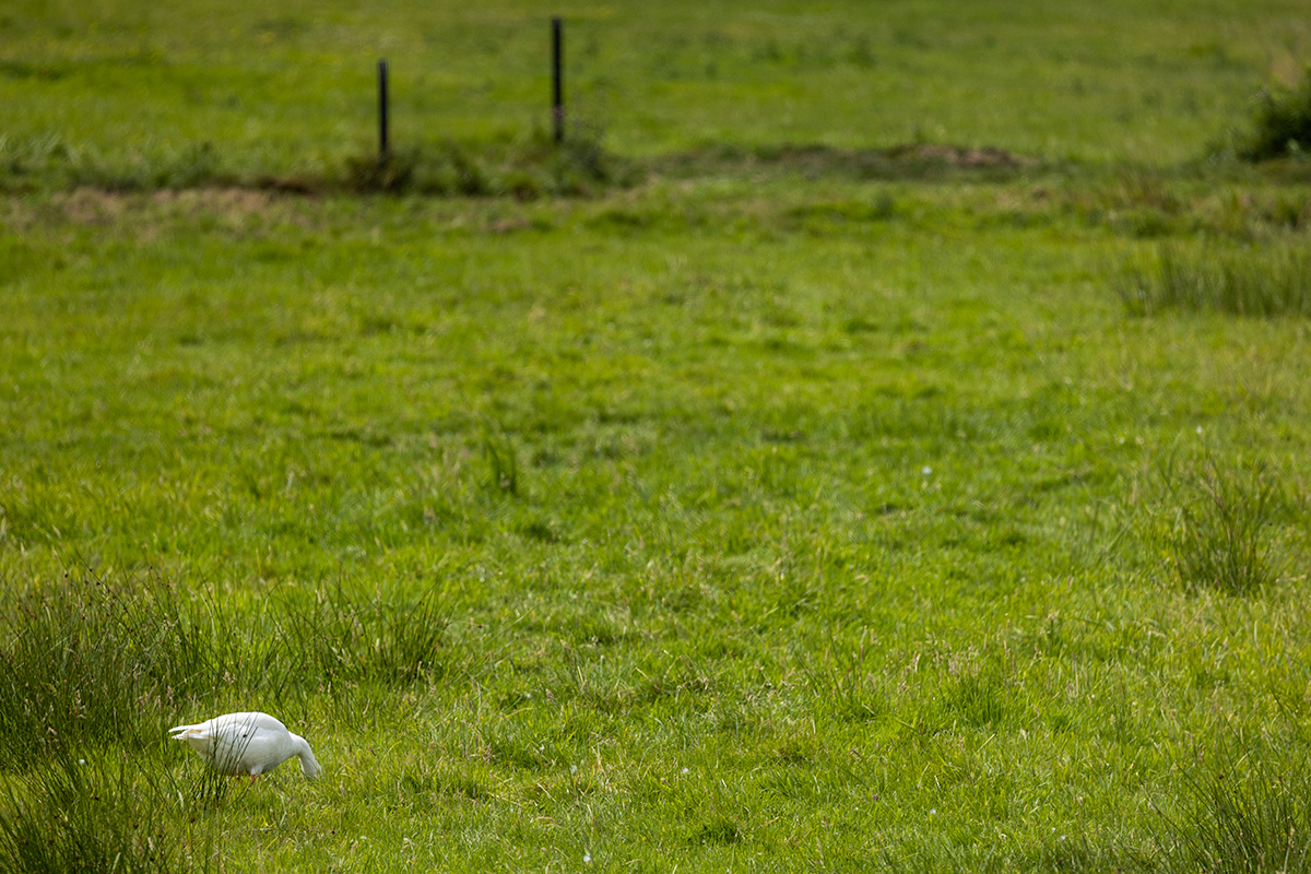 Alone in the field