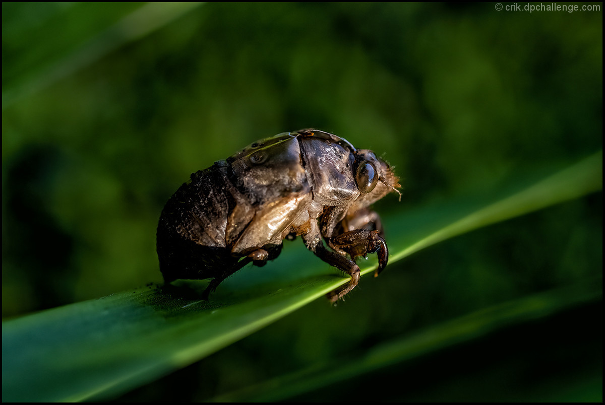 Cicada Shell