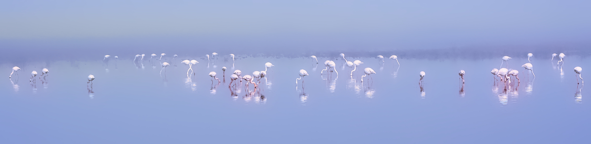 Flamingos in the Mist