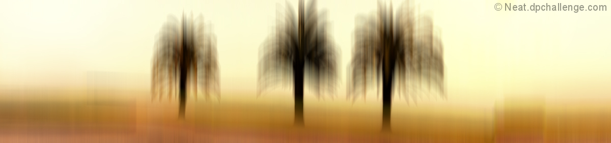 Palms