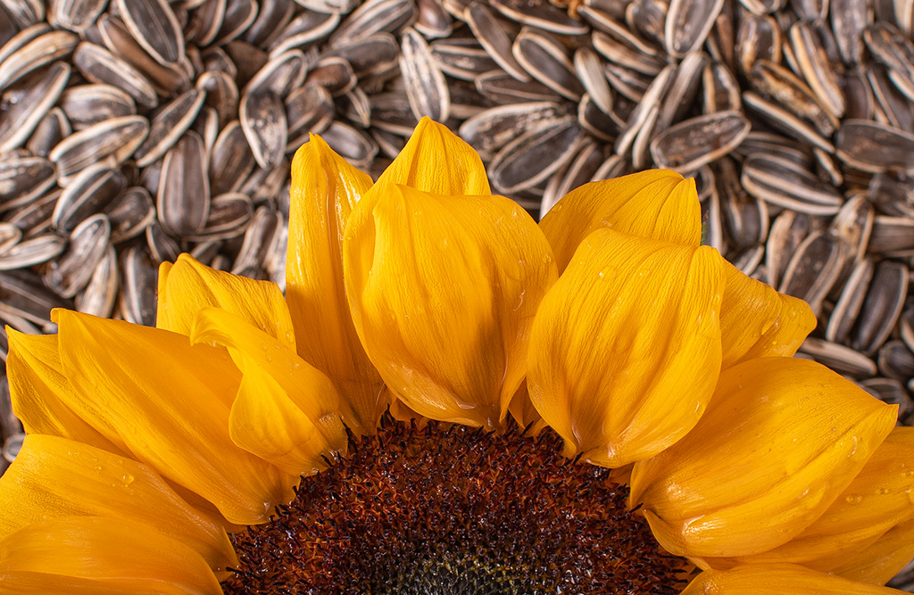 Sunflower (Seeds)