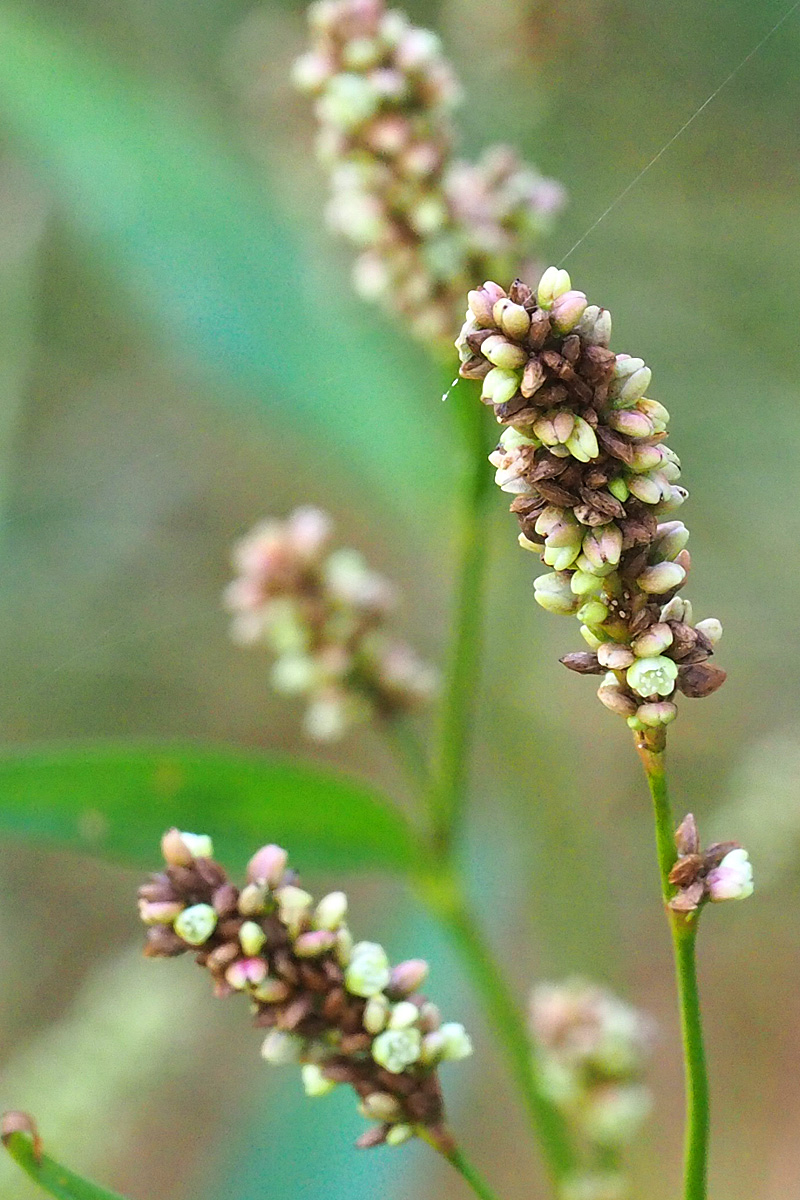 Seeds