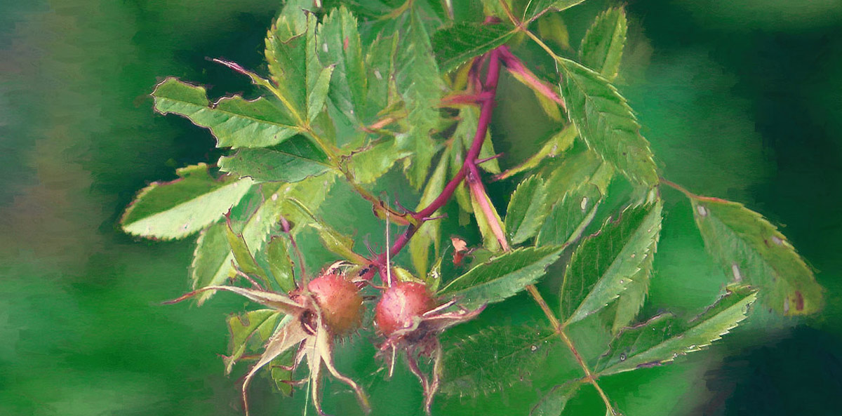 Seed Pods