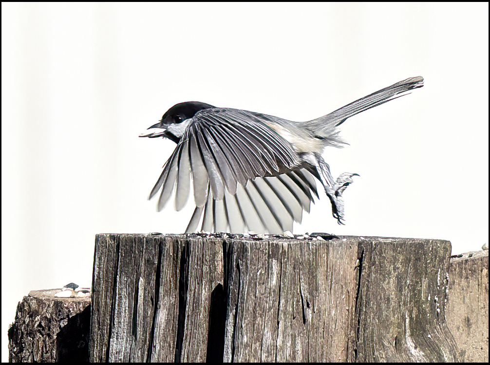  Bird Seed