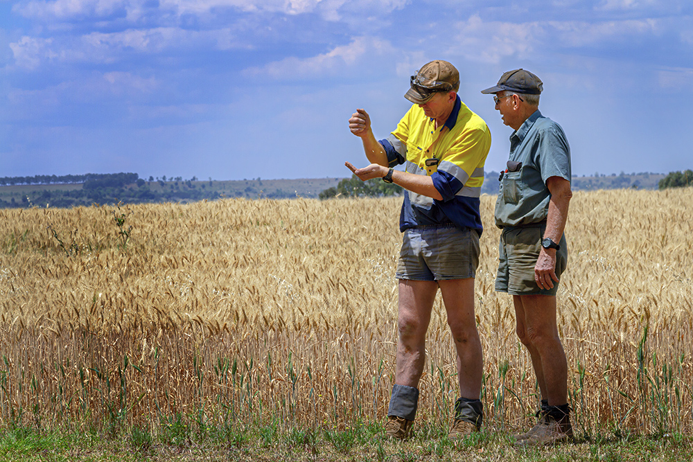 Wheat Crop Ready To Harvest