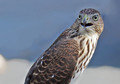 Hawk Talk
