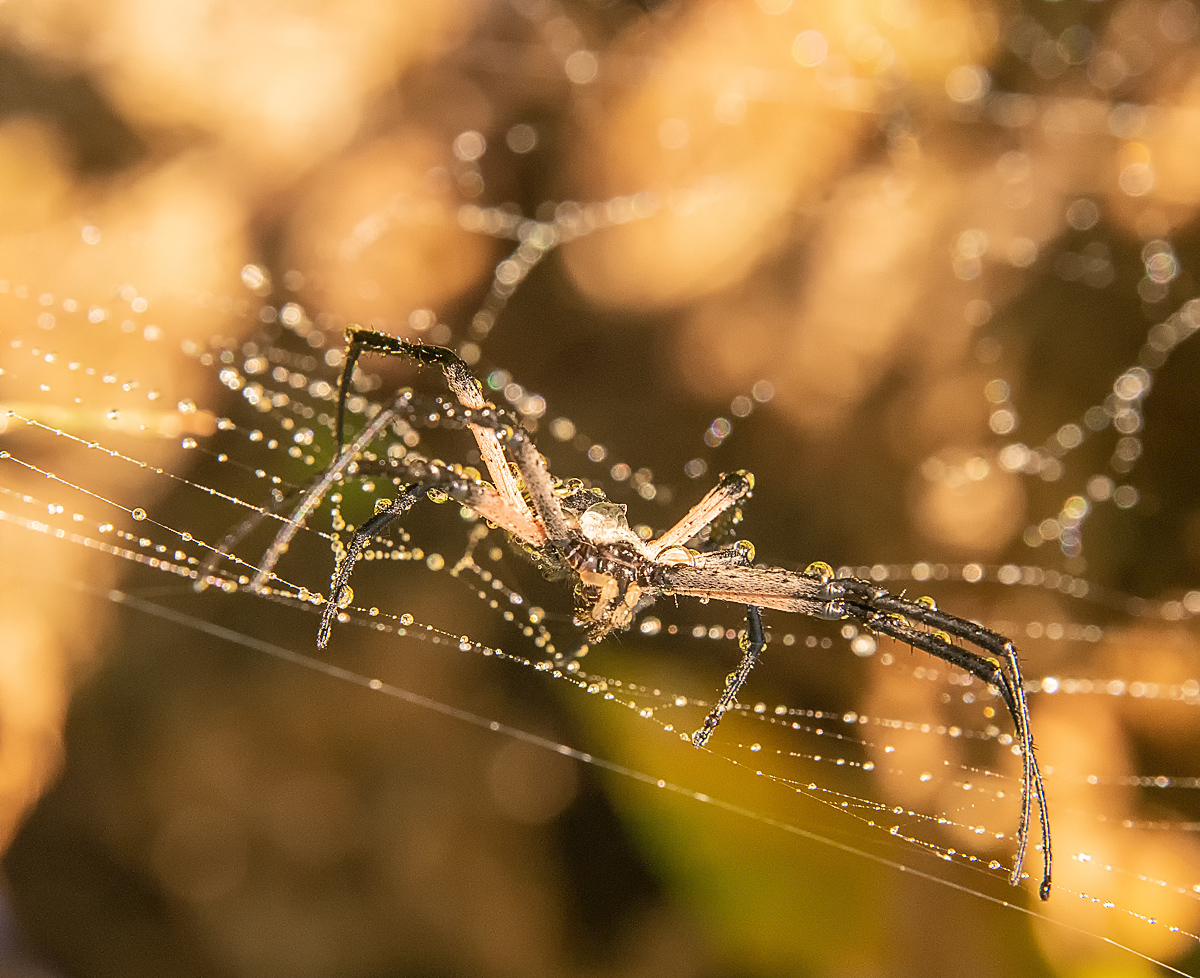 Orb Weaver