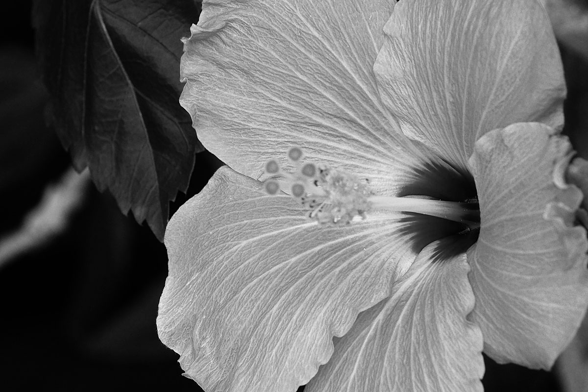 Black & White Flower