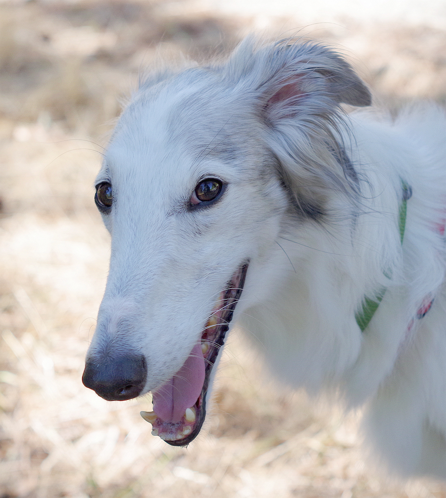 Silken Windhound 