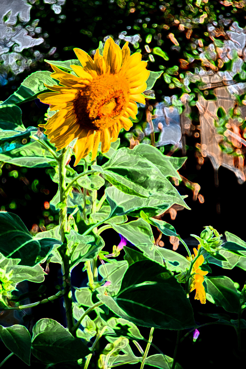 Painted Sunflower