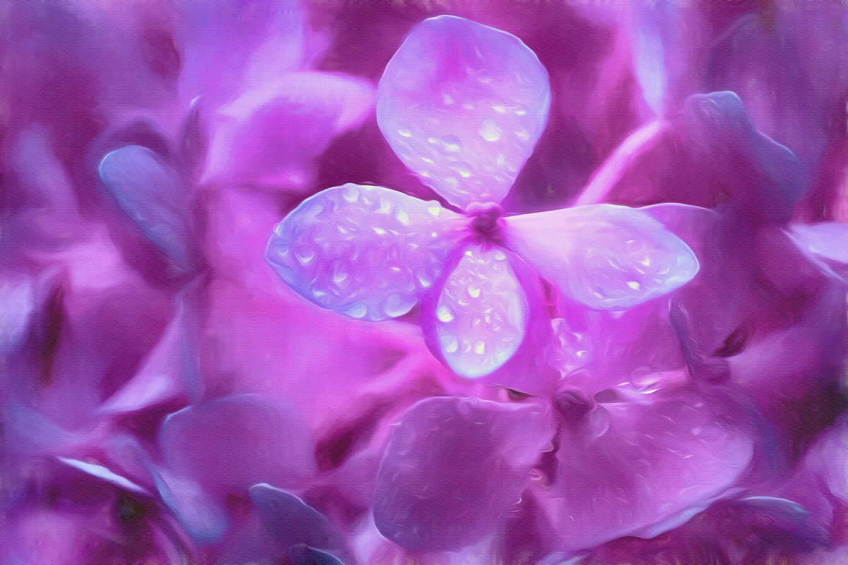 Rainy Day Hydrangea By Nam DPChallenge