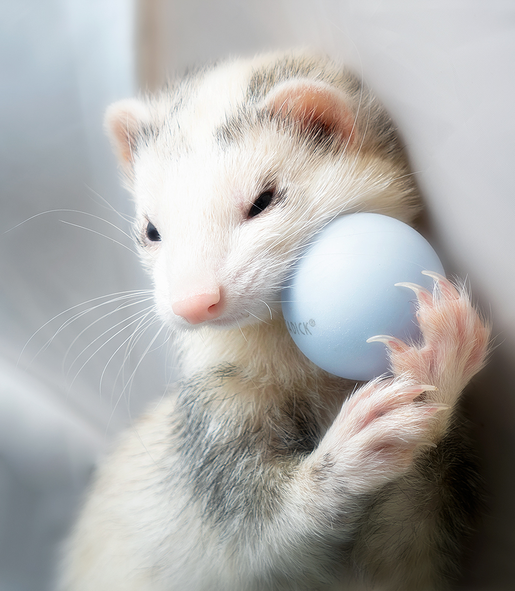 Good News: We found the ping pong ball!!  Bad News: I don't think we're going to get it back!