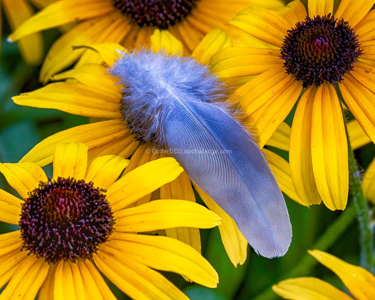 A Feather Falls On A Flower