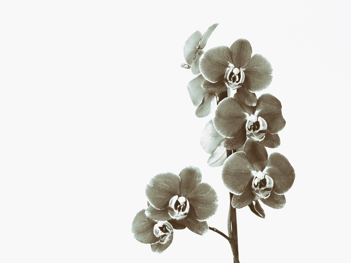 Orchid